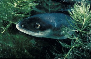 rêve anguille poisson