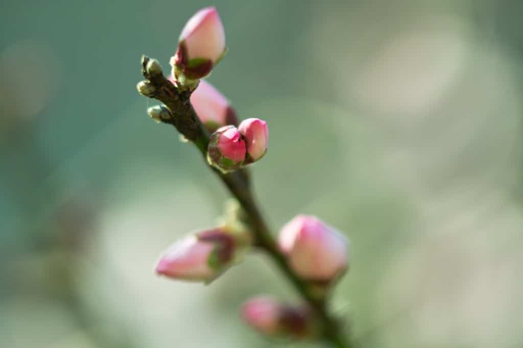 rêve bourgeon plante