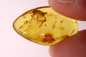 ambre_larve_sauterelle_1a