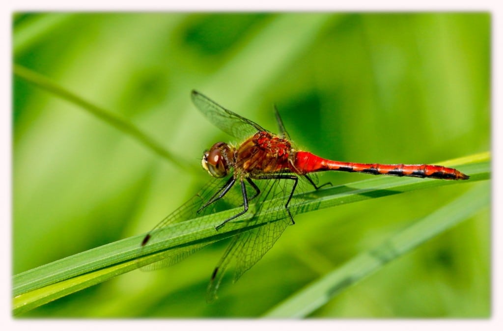 i-libellule-sympc2aetrum-c3abclaireur-male-ndp-0440
