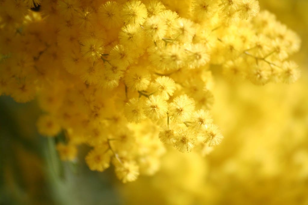 les vertus du mimosa