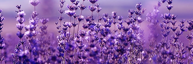 lavande-fleurs-champ-bienfaits-00-ban