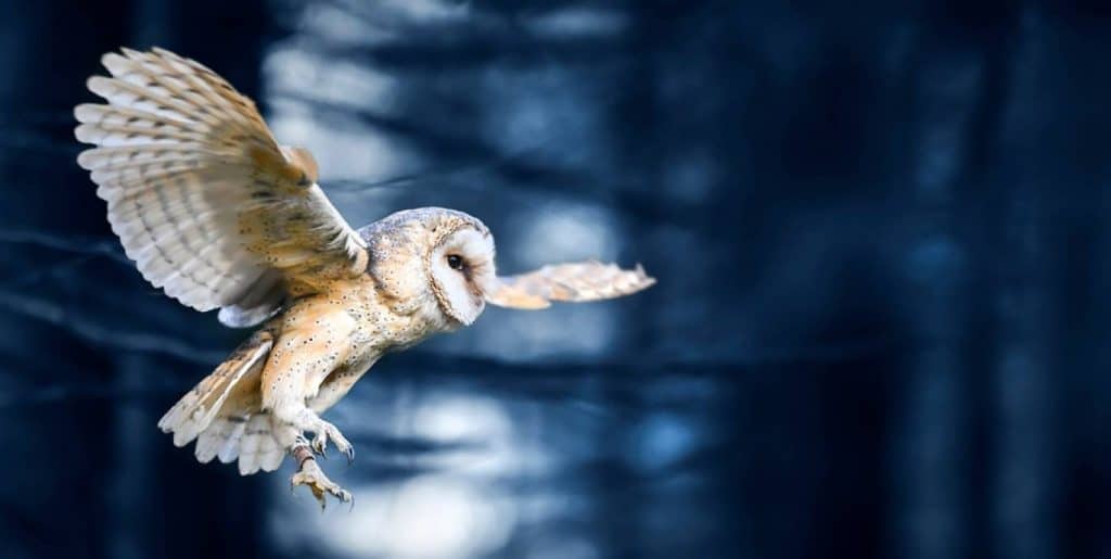 chouette en plein vol