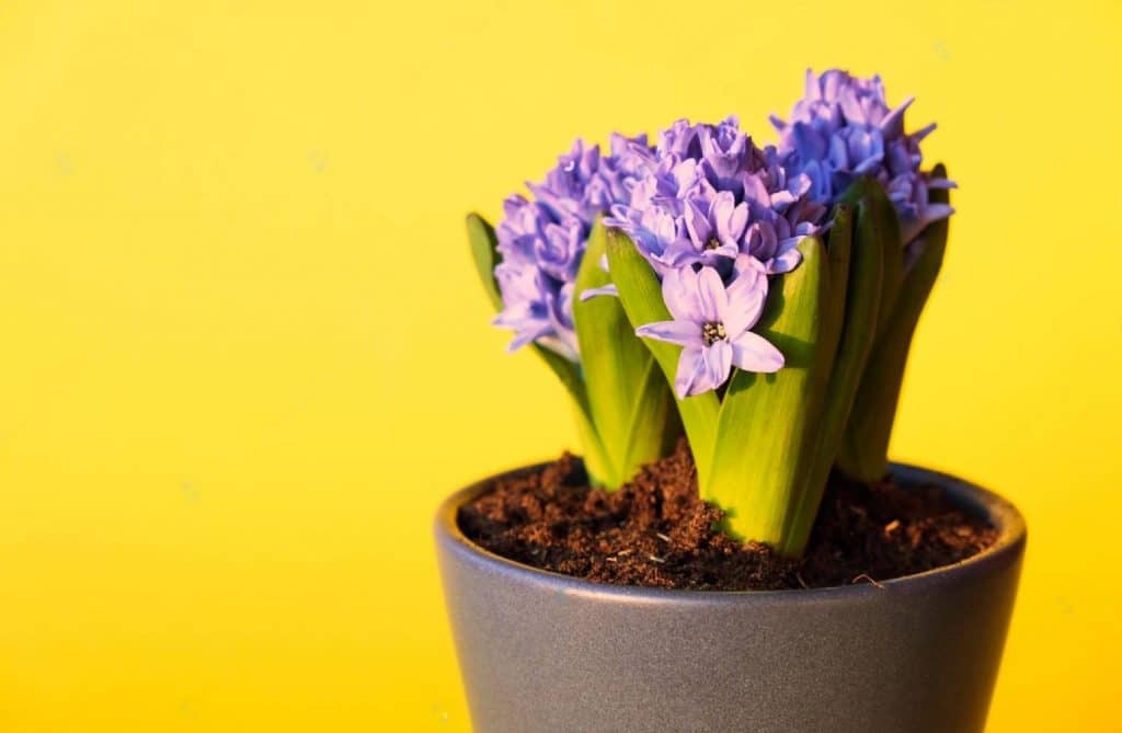 une plante dans un pot