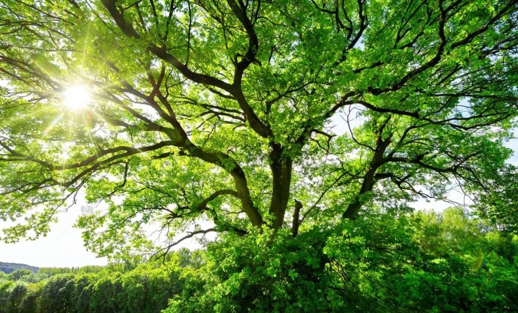 arbre avec de nombreuses branches et beaucoup de feuilles