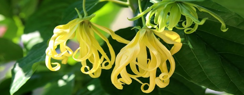 ylang ylang