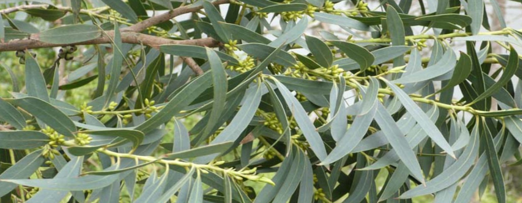 eucalyptus