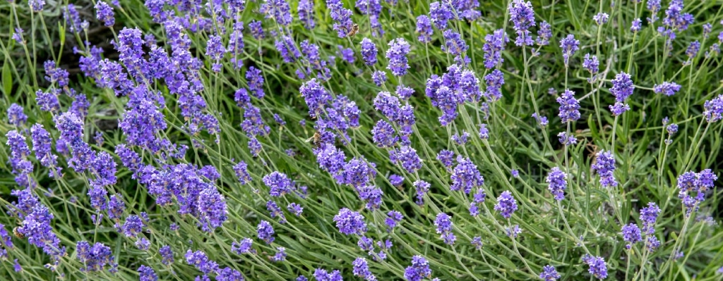 lavande vraie
