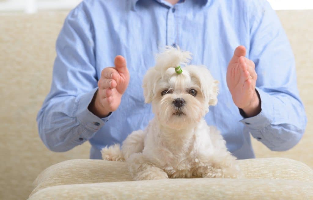 un chien se fait magnétiser pour éradiquer le mal