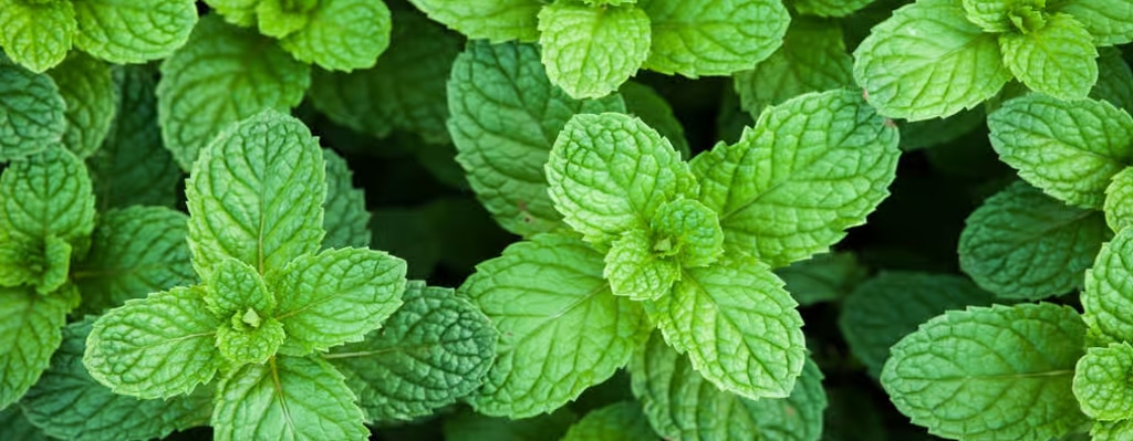 menthe poivrée