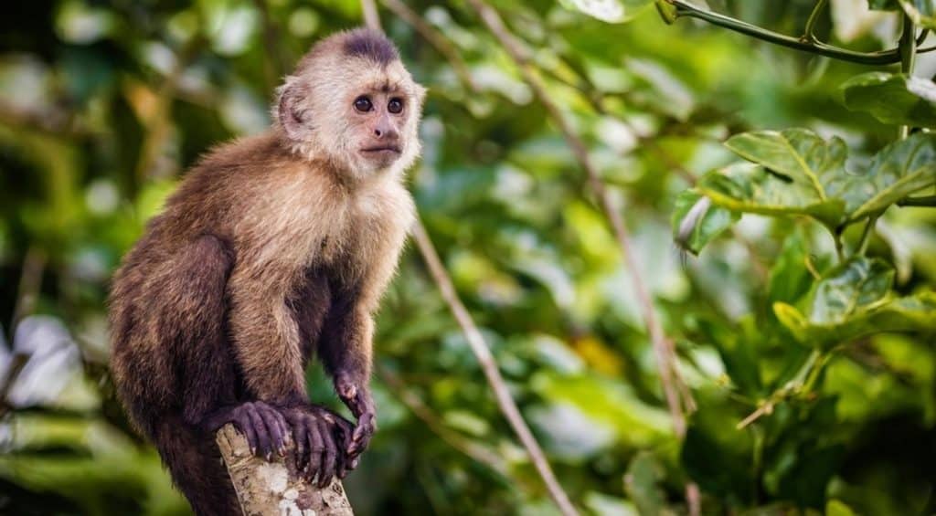un petit singe sur un arbre